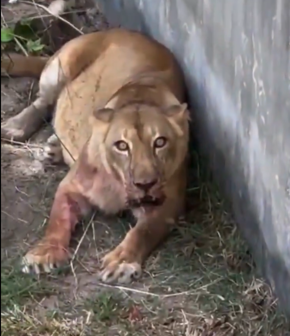  拼盘 巴西男闯狮笼遭撕咬身亡