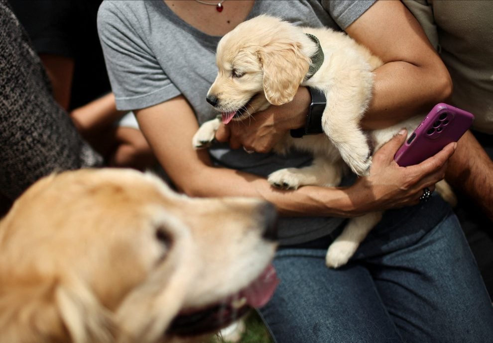 拼盘 数百黄金猎犬聚集挑战纪录