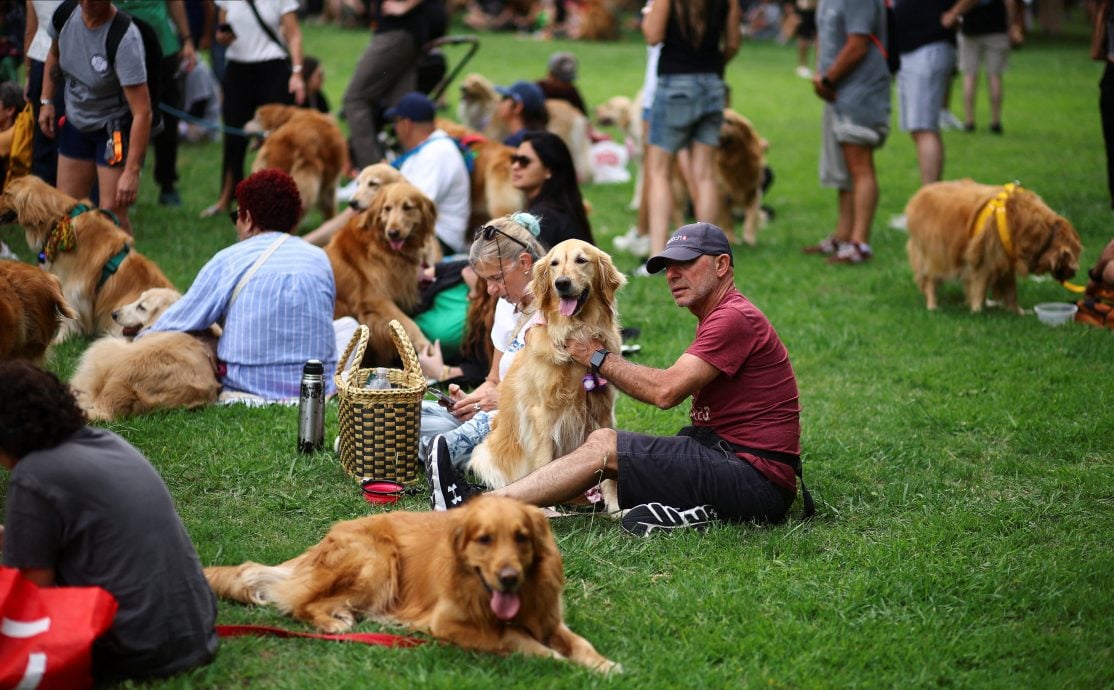 拼盘 数百黄金猎犬聚集挑战纪录