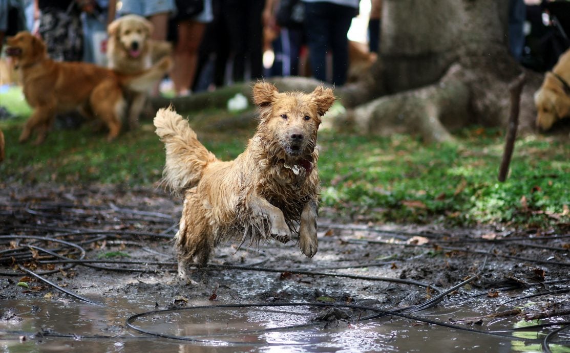 拼盘 数百黄金猎犬聚集挑战纪录