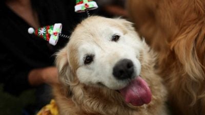 数百黄金猎犬聚集挑战纪录