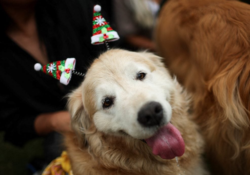 拼盘 数百黄金猎犬聚集挑战纪录