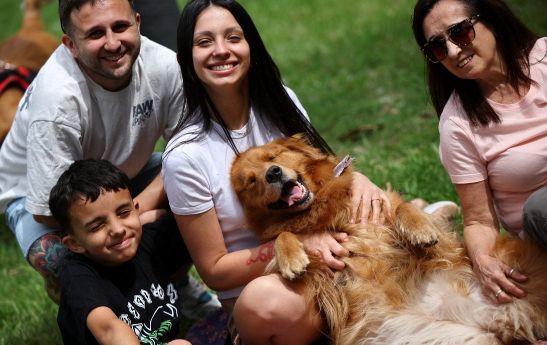 拼盘 数百黄金猎犬聚集挑战纪录