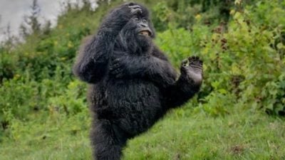 搞笑野生动物摄影奖出炉 猩猩凭“舞技”夺魁