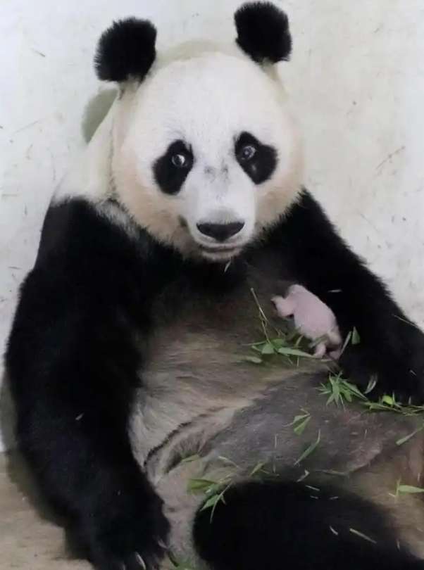 旅居印尼大熊猫诞下幼崽总统起名骑士