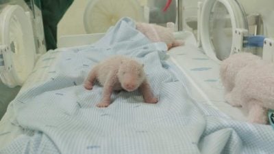 旅居印尼大熊猫诞下幼崽总统起名骑士