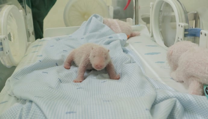 旅居印尼大熊猫诞下幼崽总统起名骑士