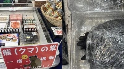 日本超市卖整只熊掌！黑毛  指甲超完整　价格曝光