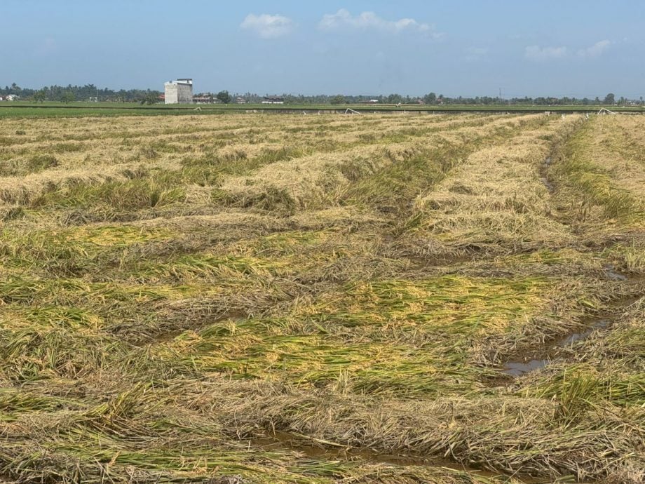 早报头//大都会-黄瑞林巡视适耕庄稻田