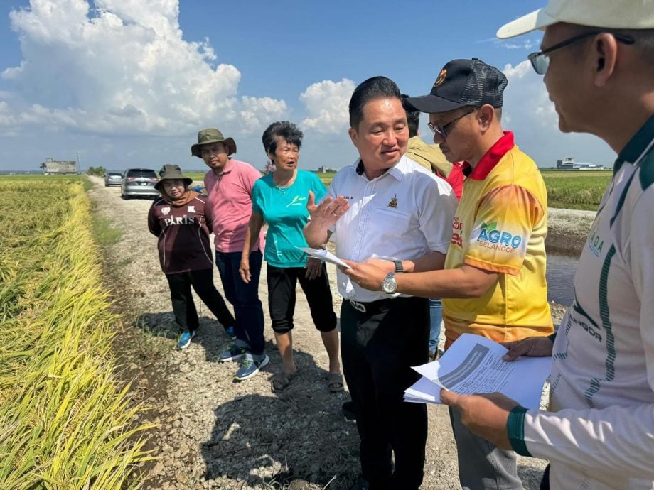 早报头//大都会-黄瑞林巡视适耕庄稻田