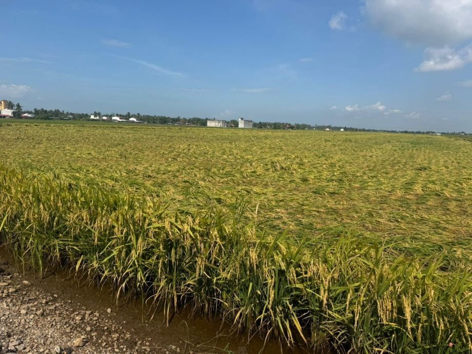 早报头//大都会-黄瑞林巡视适耕庄稻田