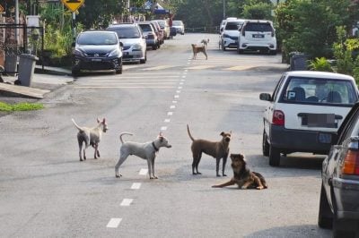森州议会 | 阿鲁古玛：擅自消灭或扑杀流浪狗皆属违法，州政府强化TNRM管控计划