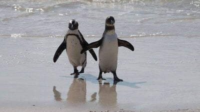 沙丁鱼数量减少 极危非洲企鹅8年饿死90%