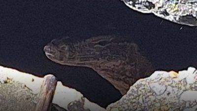 遗弃婴儿装袋扔 遭巨蜥啃食 狠心人是19岁小妈妈