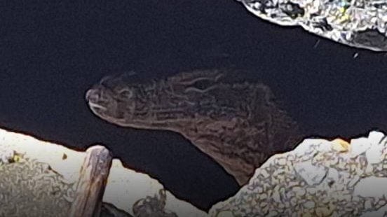 遗弃婴儿装袋扔 遭巨蜥啃食 狠心人是19岁小妈妈