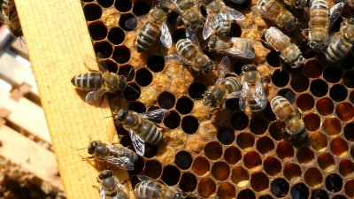 老师叫拿火烧黄蜂巢 11岁生遭爆炸烧伤全身 校方竟拒绝负责