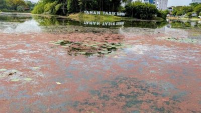 水生植物“满江红”徒长  湖面遭“染红” 太平湖西湖美景失色