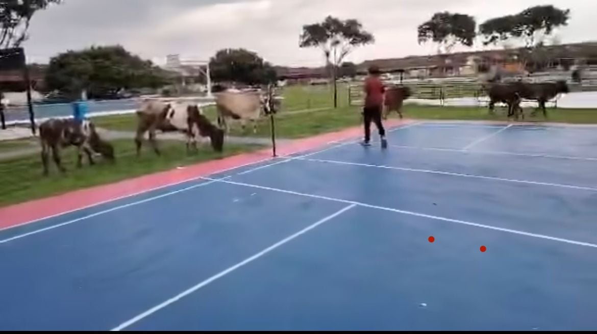 牛群游荡 布先昌明公园中招 留下粪便破坏农作物