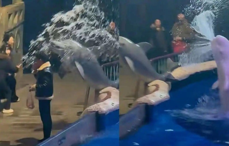 男子海洋馆执意抽烟 白鲸给他“浇个朋友”