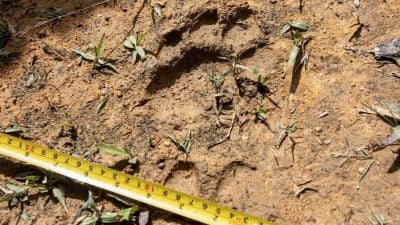 疑老虎攻击牛群致死亡 失踪 龙岗山居民恐慌