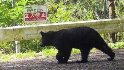 北海道登山客遭熊袭亡　手表GPS曝“尸体拖行轨迹”
