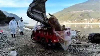 金沙江香格里拉段漂下多头死猪 当局连夜处理销毁