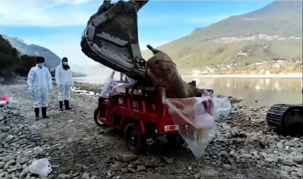 看世界)金沙江香格里拉段漂下多头死猪 当局连夜处理销毁