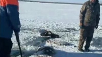 黑龙江暴雪突袭  13匹马坠入冰窟全冻死
