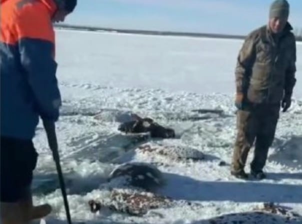 **看世界(只供网)**黑龙江暴雪突袭 13匹马坠入冰窟全冻死