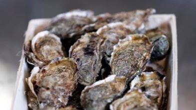 日本广岛首名女知事就任　首重牡蛎大量死亡问题