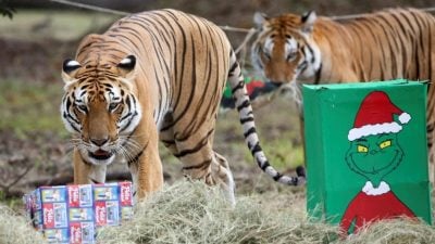 科学家反驳第6次物种大灭绝  无发现气候变化驱动