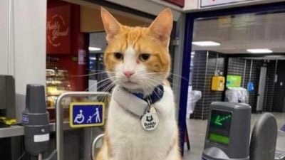 英地铁网红橘猫有2.5万粉丝 “娜拉”回喵星了