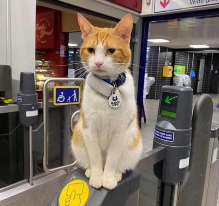 英地铁网红橘猫有2.5万粉丝 “娜拉”回喵星了