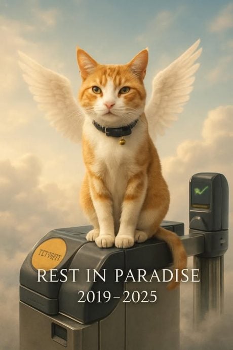 英地铁网红橘猫有2.5万粉丝 “娜拉”回喵星了