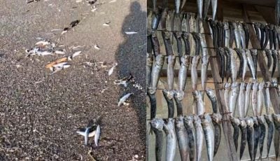 视频| 地震前兆？日本青森7.5强震前夕  北海道2000条沙丁鱼搁浅