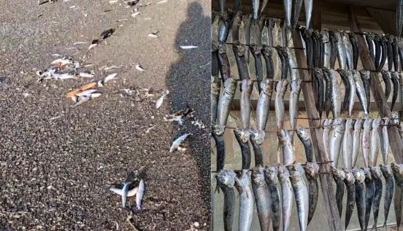 视频| 北海道2000条沙丁鱼搁浅 当夜青森强震 网民热议:莫非地震前兆