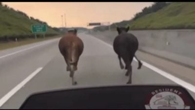 视频 | 2牛误闯高速 骑士“牛仔”护送