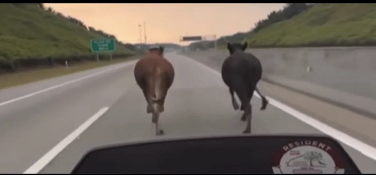 视频|两头牛闯高速公路 骑士变身牛仔“救场”掀议