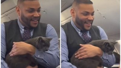 视频 | 小蓝猫机舱与铲屎官走散 空服员抱着寻主逗乐网民