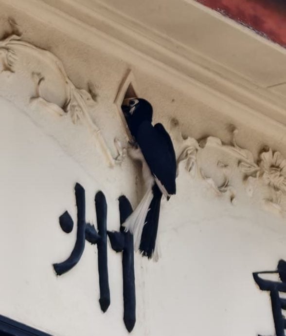 设定3pm发布(大北马)居林市区出现一对稀客 它们在觅地筑爱巢