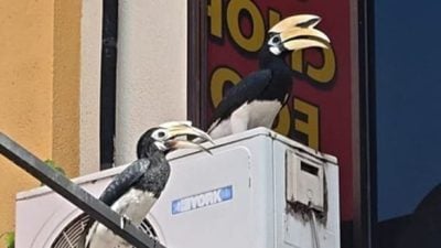 居林市区出现一对稀客　它们在觅地筑爱巢