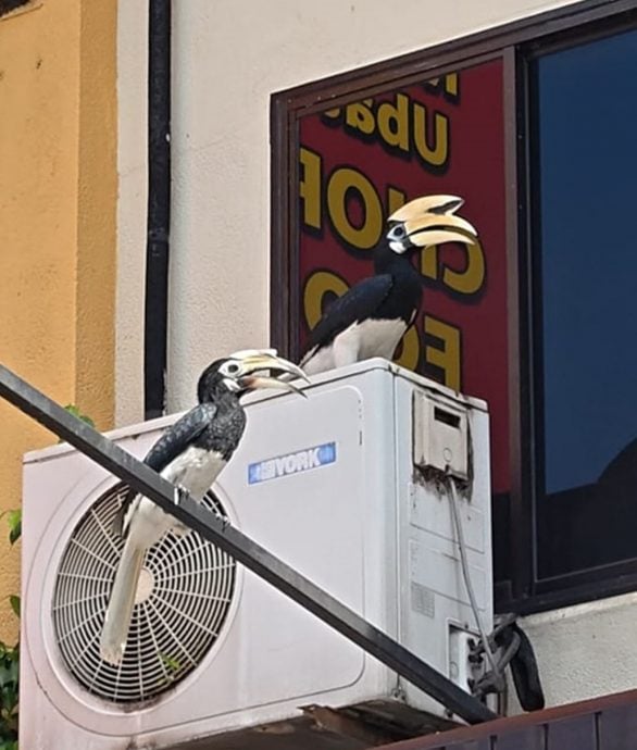 设定3pm发布(大北马)居林市区出现一对稀客 它们在觅地筑爱巢