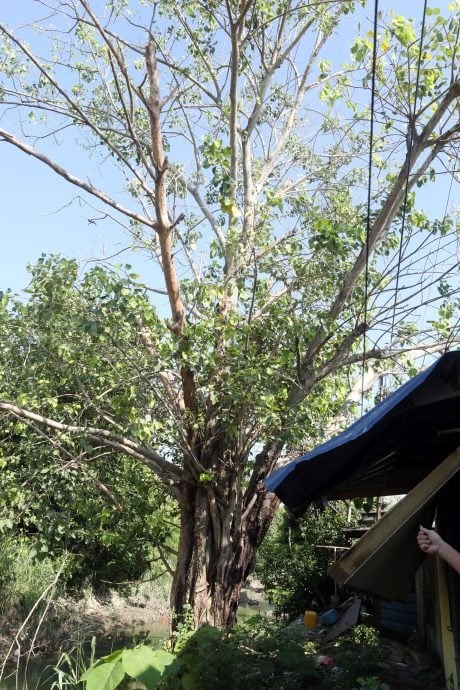 请签发上网-ME02主文-大都会/大树枝干砸破屋后,乐龄屋主苦求助砍树