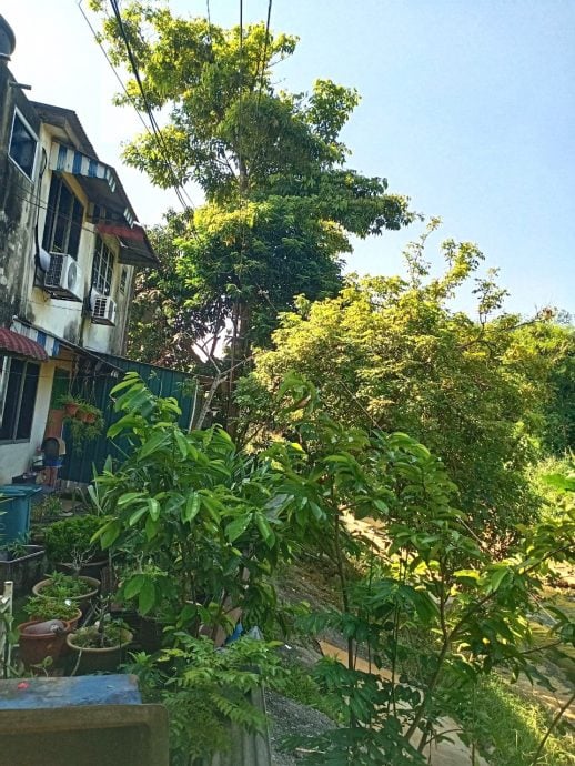 请签发上网-ME02主文-大都会/大树枝干砸破屋后,乐龄屋主苦求助砍树