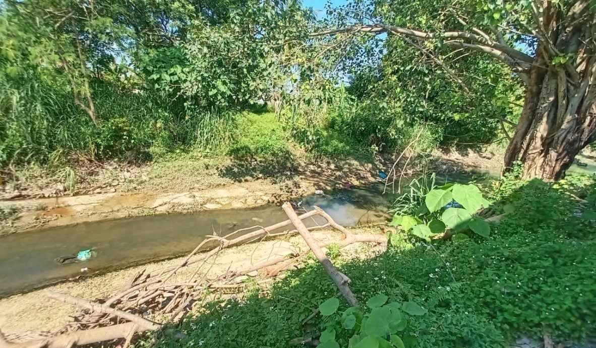 请签发上网-ME02主文-大都会/大树枝干砸破屋后,乐龄屋主苦求助砍树