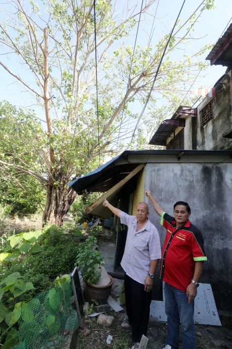 请签发上网-ME02主文-大都会/大树枝干砸破屋后,乐龄屋主苦求助砍树