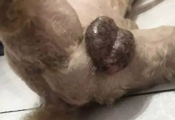 迪兰/男人与公狗的难言之隐