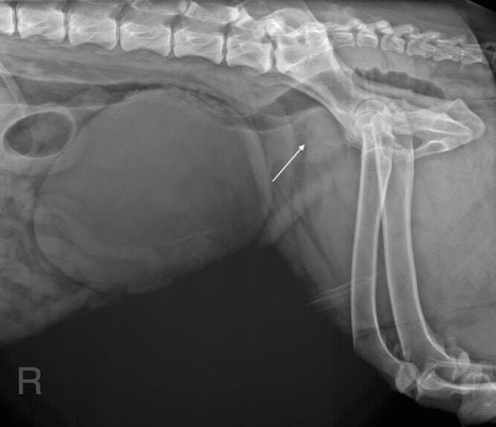 迪兰/男人与公狗的难言之隐