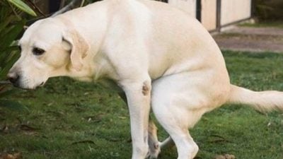 迪兰／男人与公狗的难言之隐