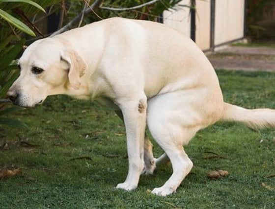 迪兰/男人与公狗的难言之隐